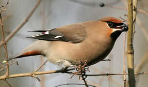 Bohemian Waxwing