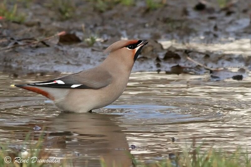 Bohemian Waxwingimmature, Behaviour