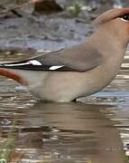 Bohemian Waxwing