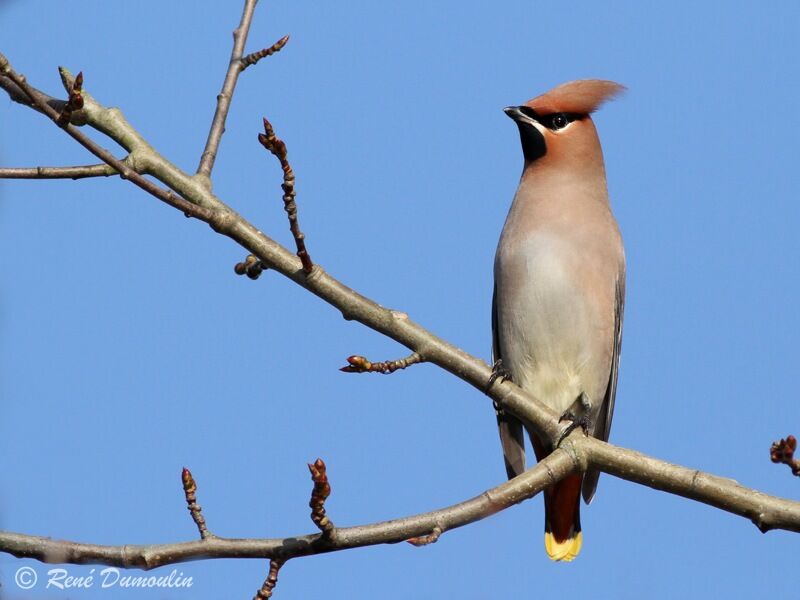 Bohemian Waxwing male, identification