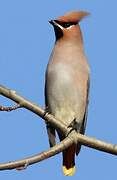 Bohemian Waxwing