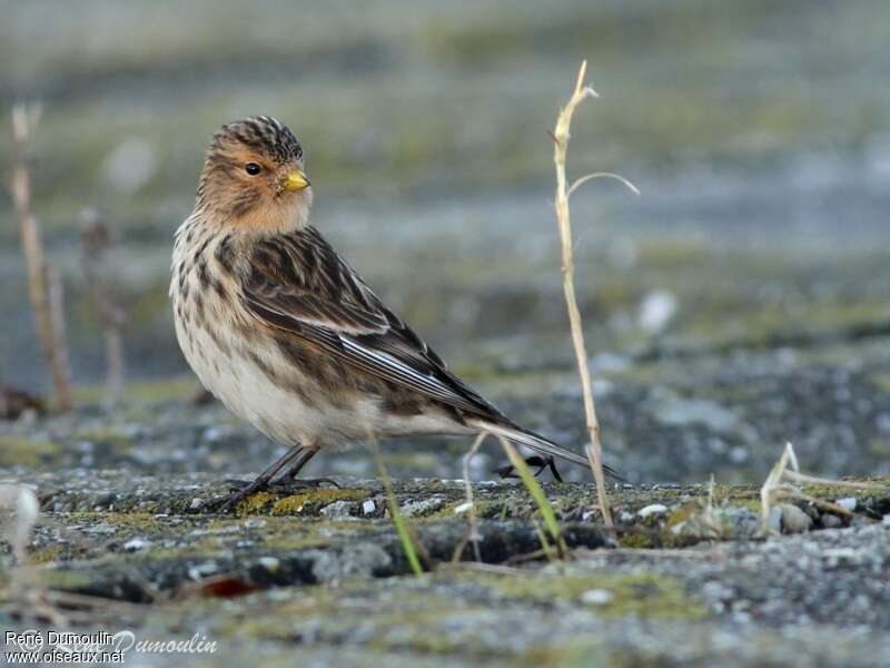 Twite female adult, identification