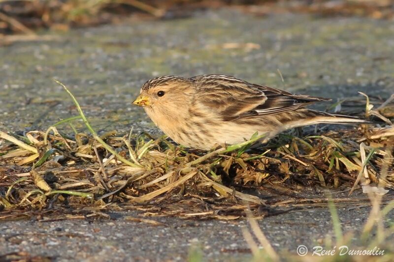 Twite, identification