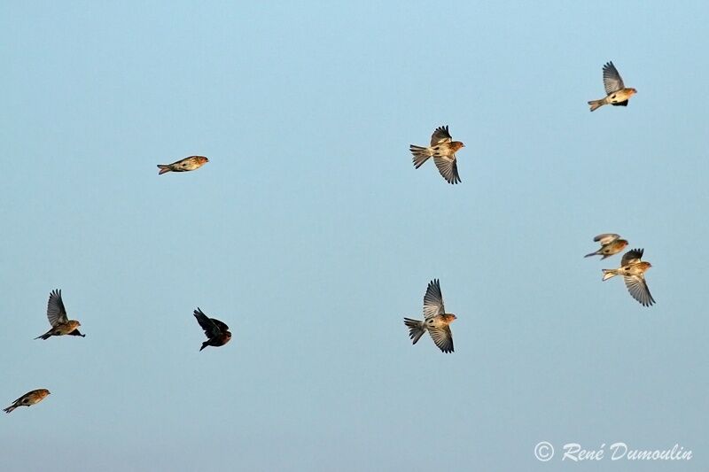 Twite, Flight