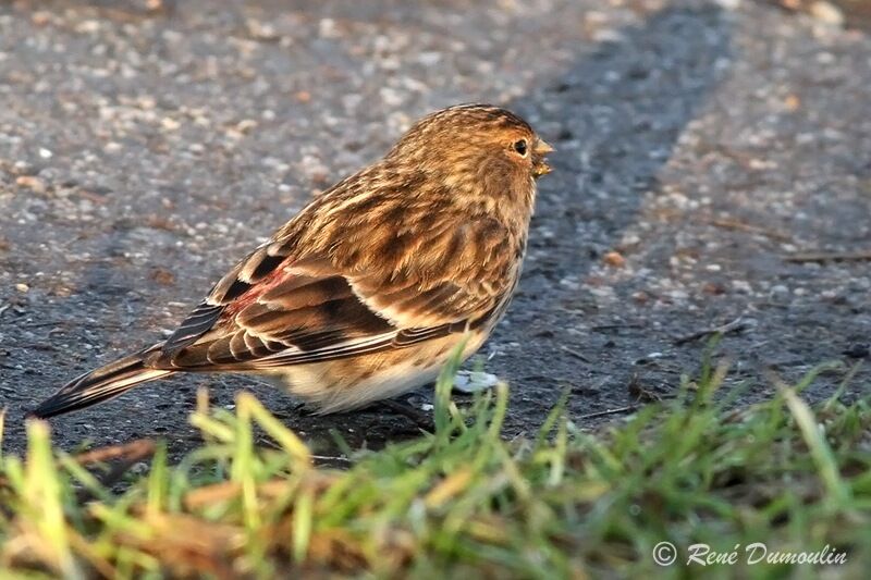 Linotte à bec jaune mâle adulte, identification