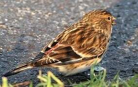 Twite