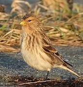 Twite