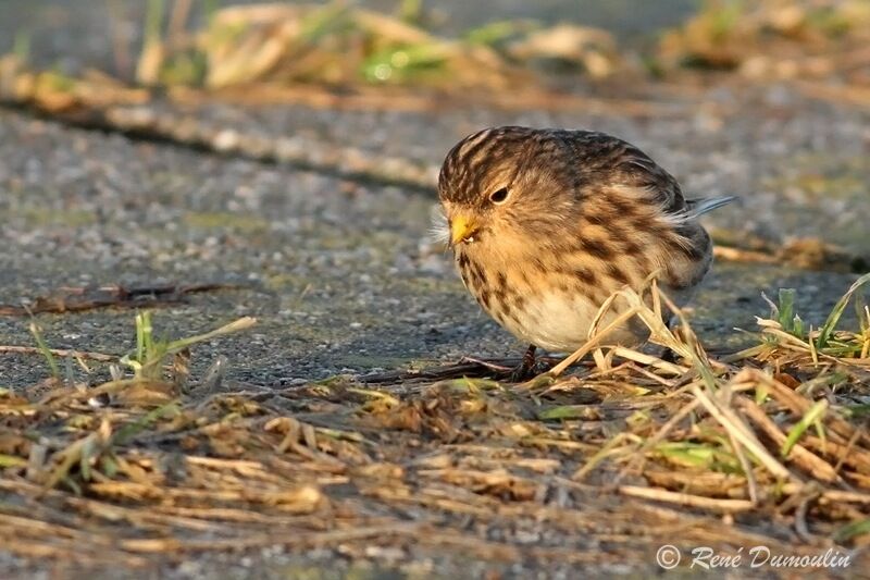 Twite, identification