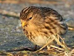 Twite