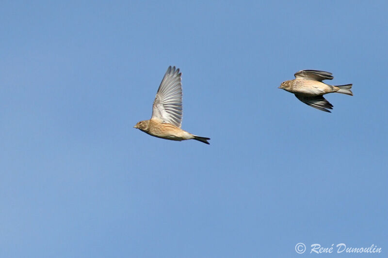 Common Linnet