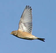 Common Linnet