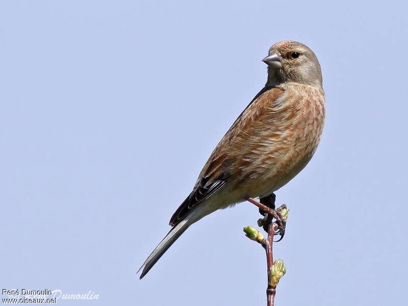 Common Linnet male adult transition, identification