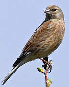 Common Linnet