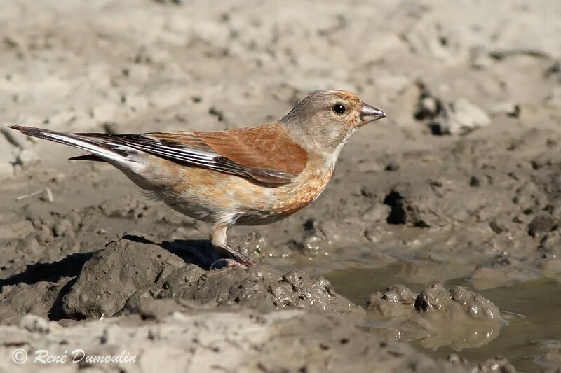 Common Linnet male adult breeding, identification