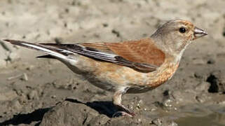 Common Linnet