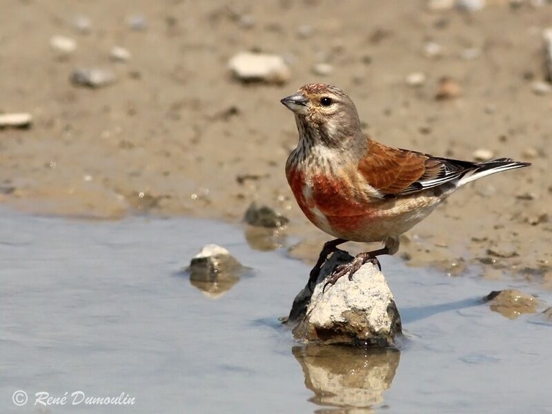 Common Linnet male adult breeding, identification