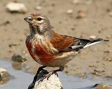 Common Linnet