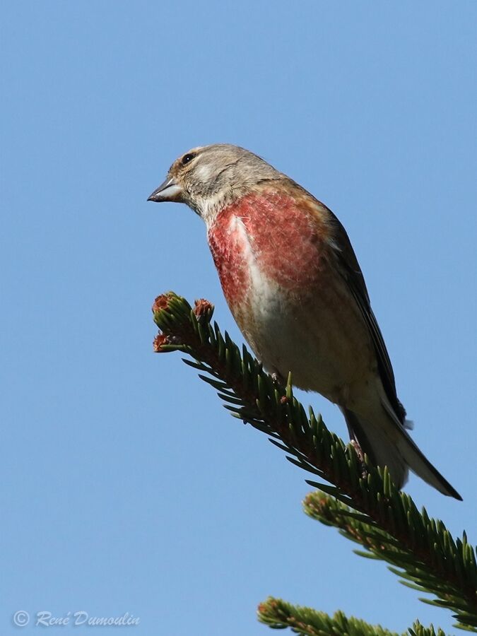 Linotte mélodieuse mâle adulte nuptial, identification