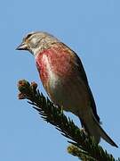 Common Linnet