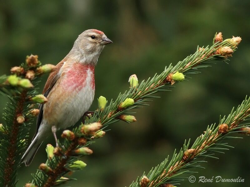 Linotte mélodieuse mâle adulte nuptial, identification