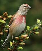 Common Linnet