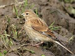 Linotte mélodieuse