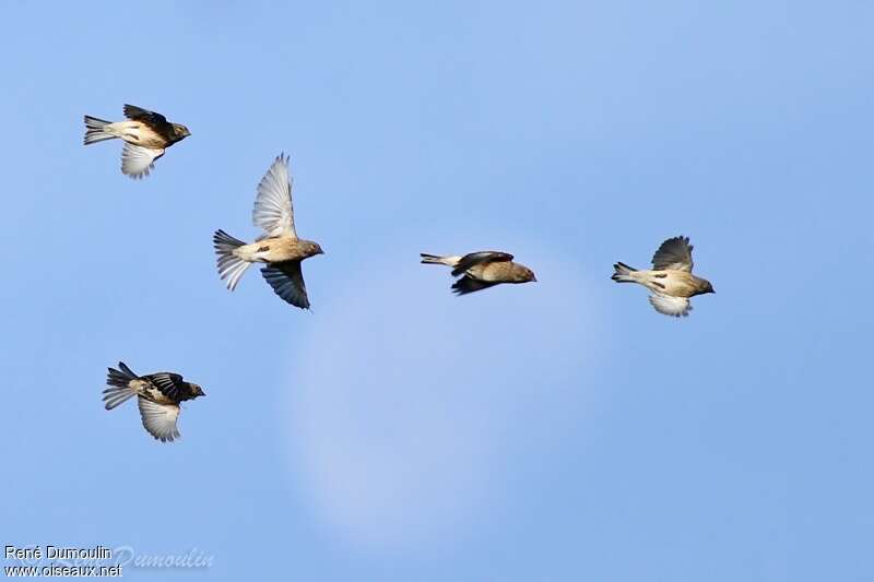 Common Linnet, pigmentation, Flight