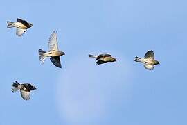 Common Linnet