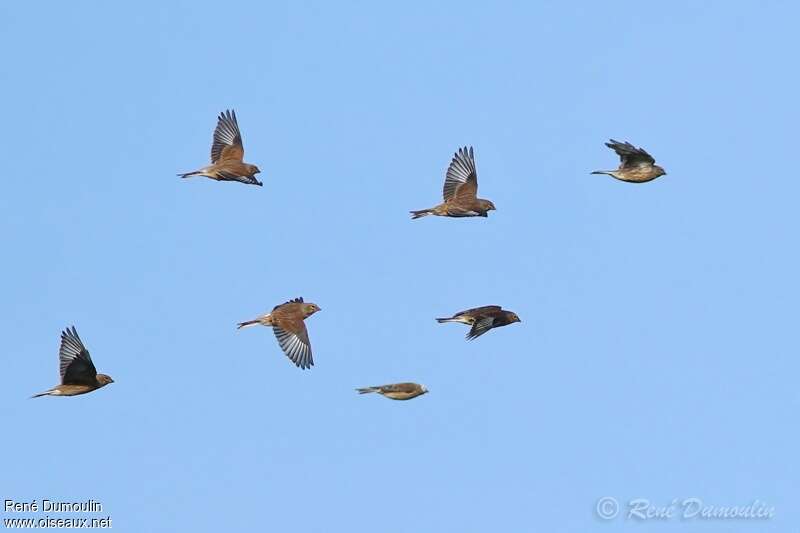 Common Linnet, pigmentation, Flight