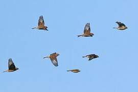 Common Linnet