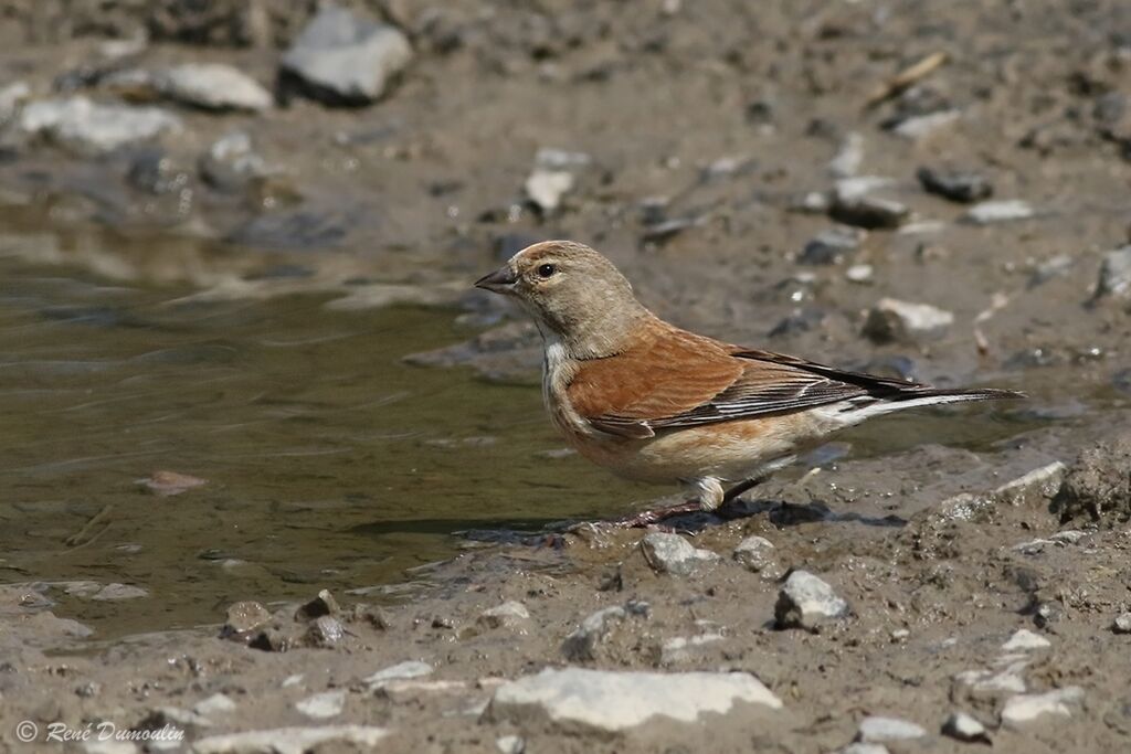 Common Linnet male adult breeding, identification