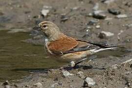 Common Linnet