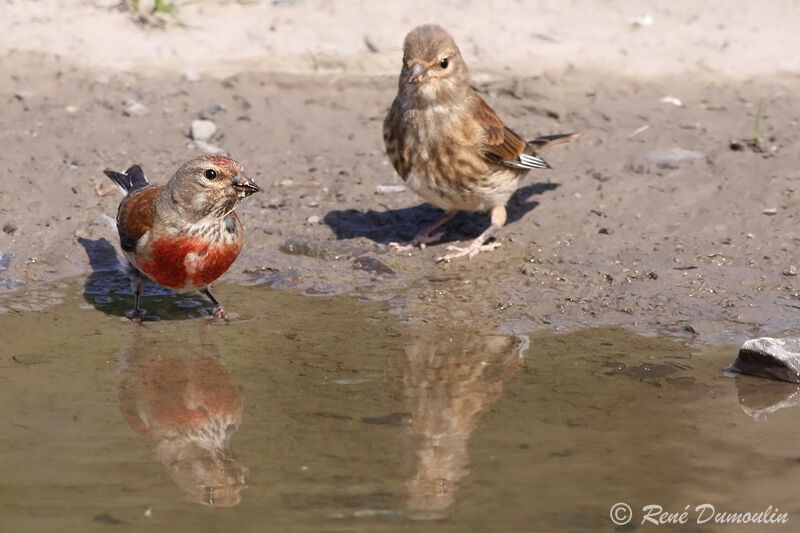 Common Linnet adult, identification, Behaviour