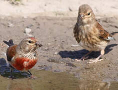 Common Linnet