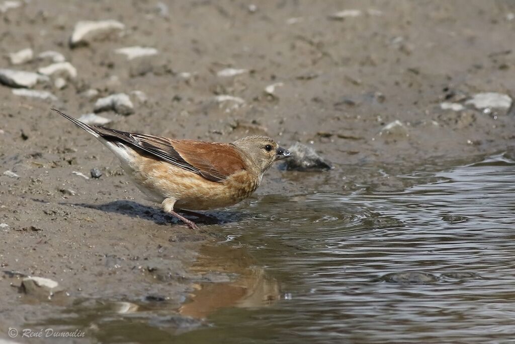 Common Linnet male adult breeding, identification, drinks