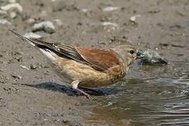 Common Linnet