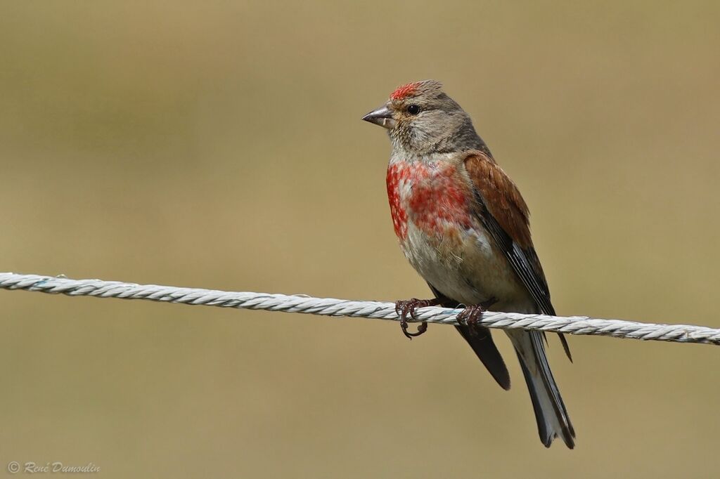 Common Linnet male adult breeding, identification