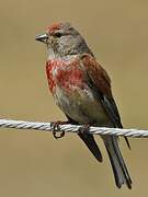 Common Linnet