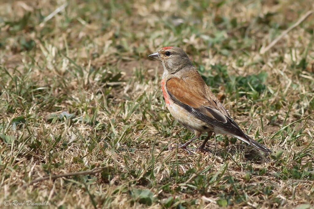 Common Linnet male adult breeding, identification