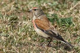 Linotte mélodieuse