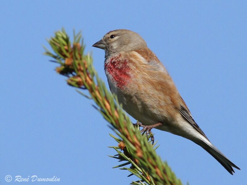 Common Linnet male adult breeding, identification