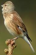 Common Linnet