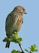 Common Linnet