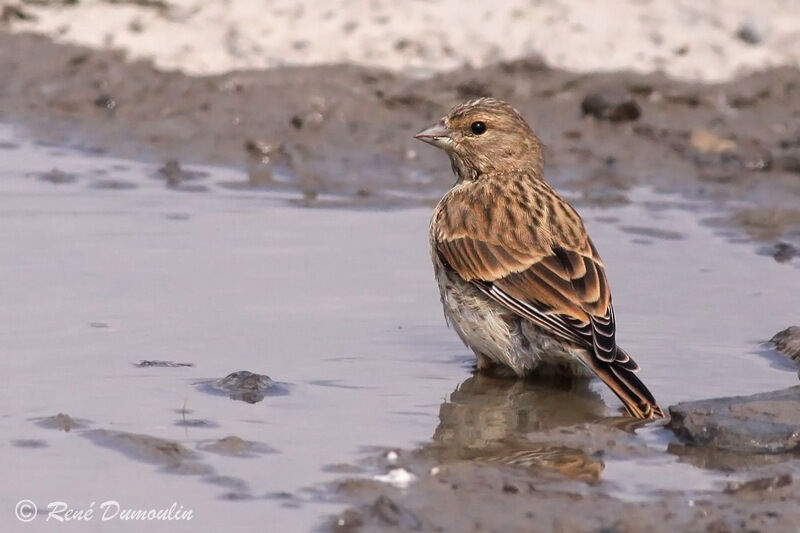 Common Linnetjuvenile, identification, Behaviour