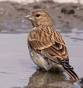 Common Linnet