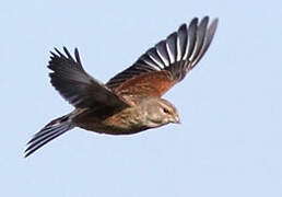 Common Linnet