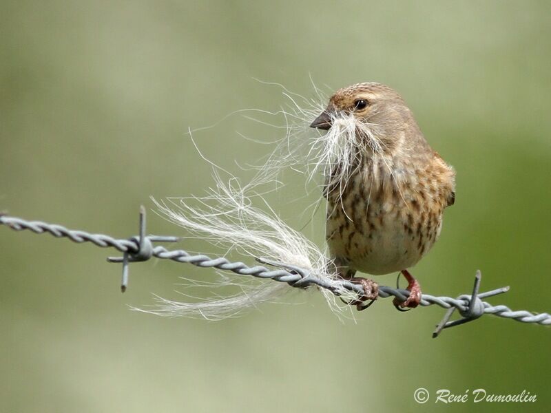 Common Linnet female adult, identification, Behaviour