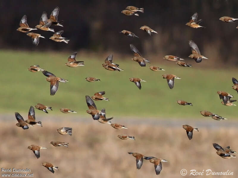 Common Linnetadult, pigmentation, Flight