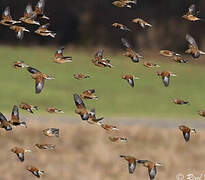 Common Linnet