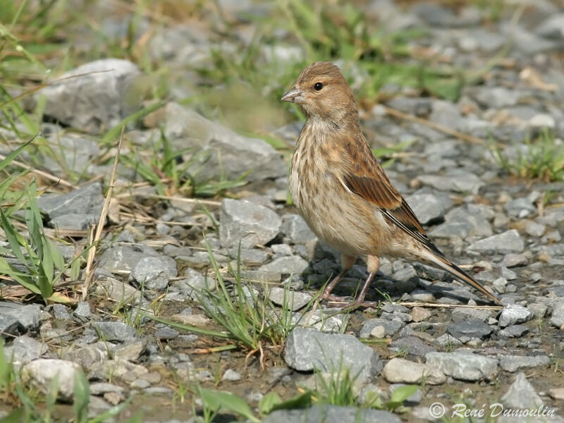 Common Linnet